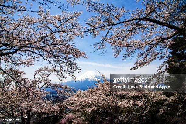 fuji spring view - サクラの木 fotografías e imágenes de stock