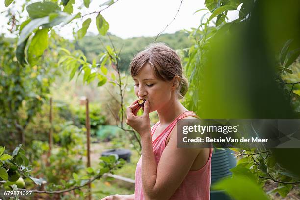 woman eating prune from tree in allotment. - plum stock pictures, royalty-free photos & images