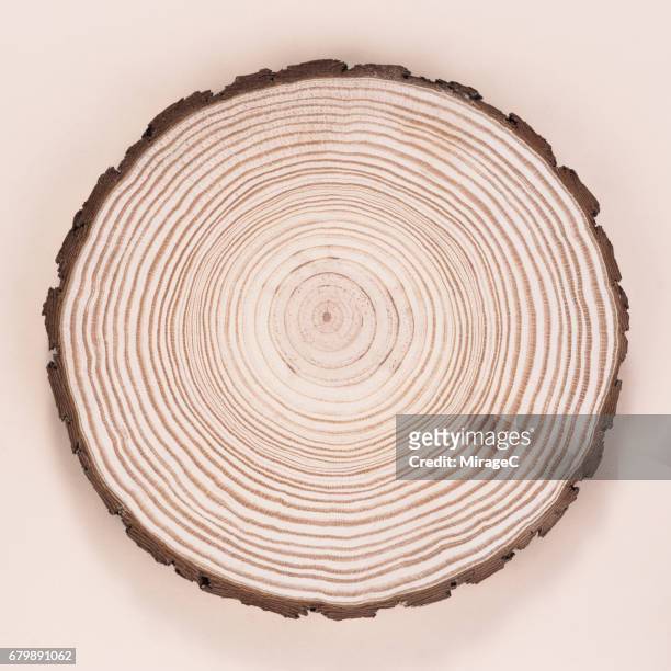 tree trunk slice, annual rings - querschnitt baum stock-fotos und bilder