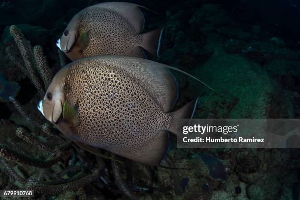 gray angelfish. - gray angelfish stockfoto's en -beelden