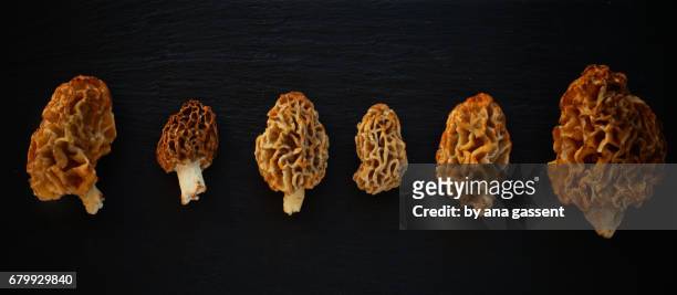mushrooms - frescura stock-fotos und bilder