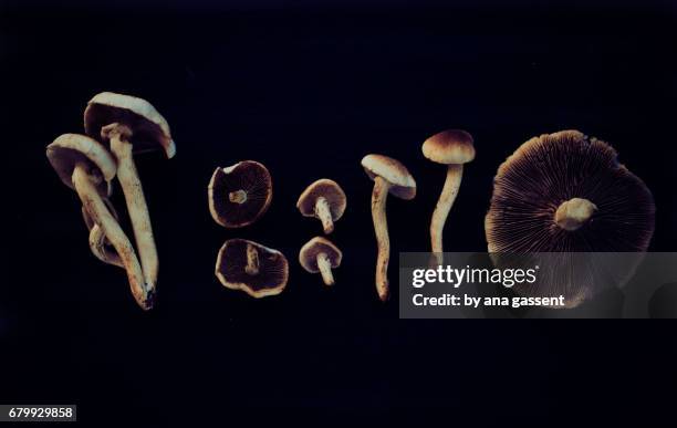 mushrooms - fondo negro 個照片及圖片檔