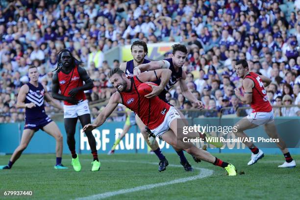 Cale Hooker of the Bombers tries the keep the ball in play under pressure from Lachie Neale of the Dockers during the round seven AFL match between...