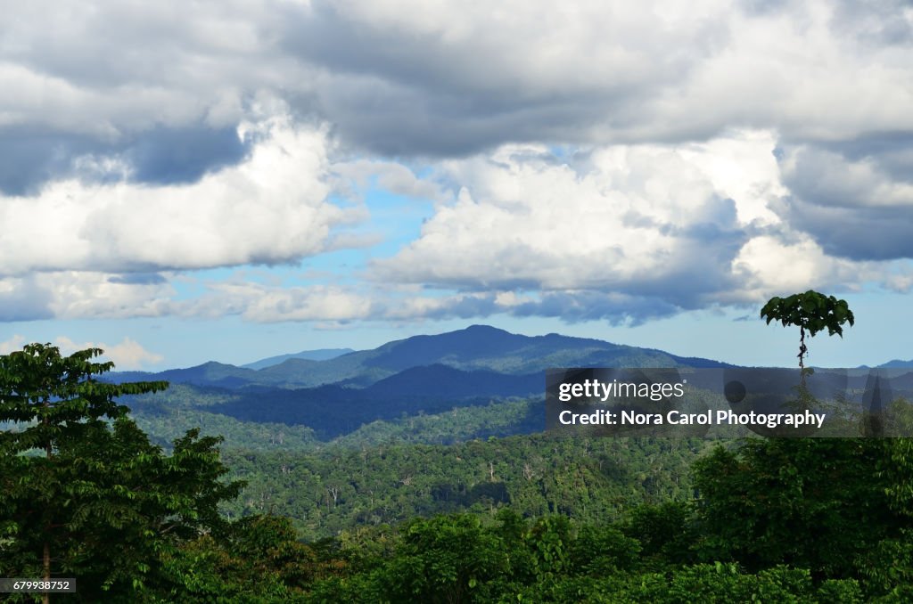 Primary rain forest in Borneo