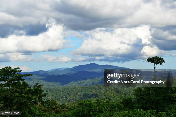 primary rain forest in borneo - danum valley stockfoto's en -beelden