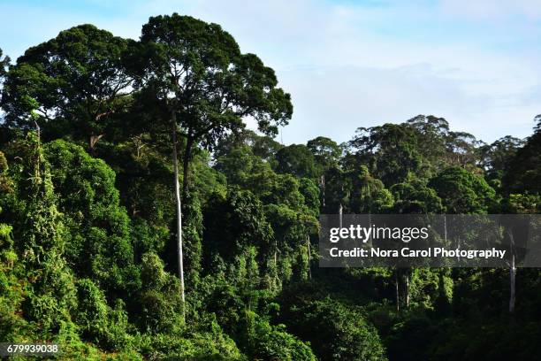 trees at danum valley conservation park - danum valley stock-fotos und bilder