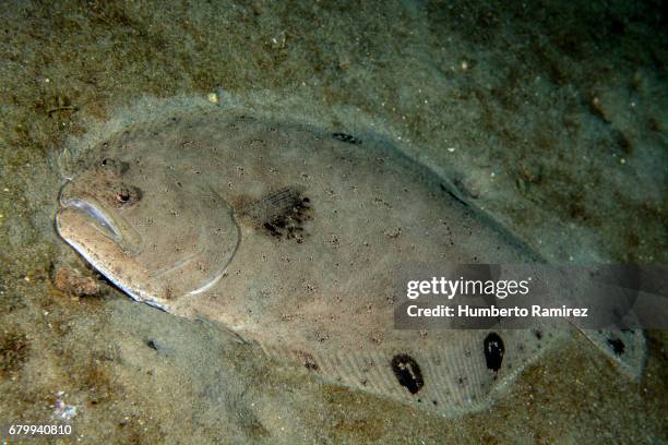spotfin flounder. - flounder stock pictures, royalty-free photos & images