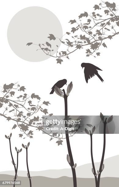 spring morning buds - tree shadow white background stock illustrations