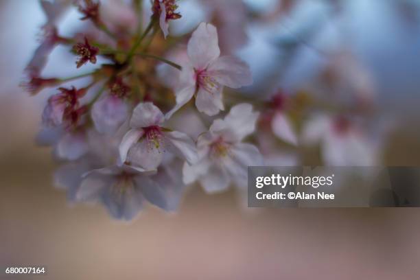 yamanashi in spring - 郊外の風景 stock-fotos und bilder