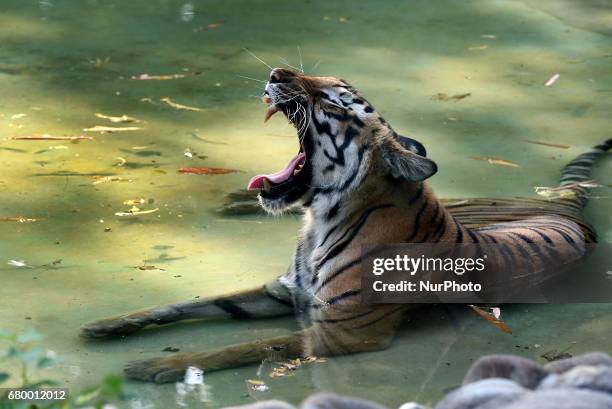 229 Kolkata Zoo Photos and Premium High Res Pictures - Getty Images 229 Kolkata Zoo Photos and Premium High Res Pictures - Getty Images