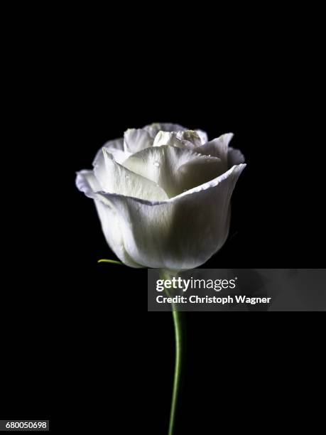 rose - evento de homenagem imagens e fotografias de stock