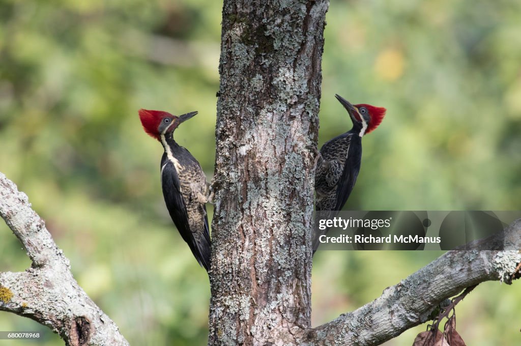 Two male lineated woodpeckers on tree trunk.