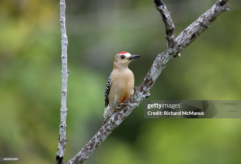 Red-crowned woodpecker (Melanerpes rubricapillus) in rainforest of El Paujil.