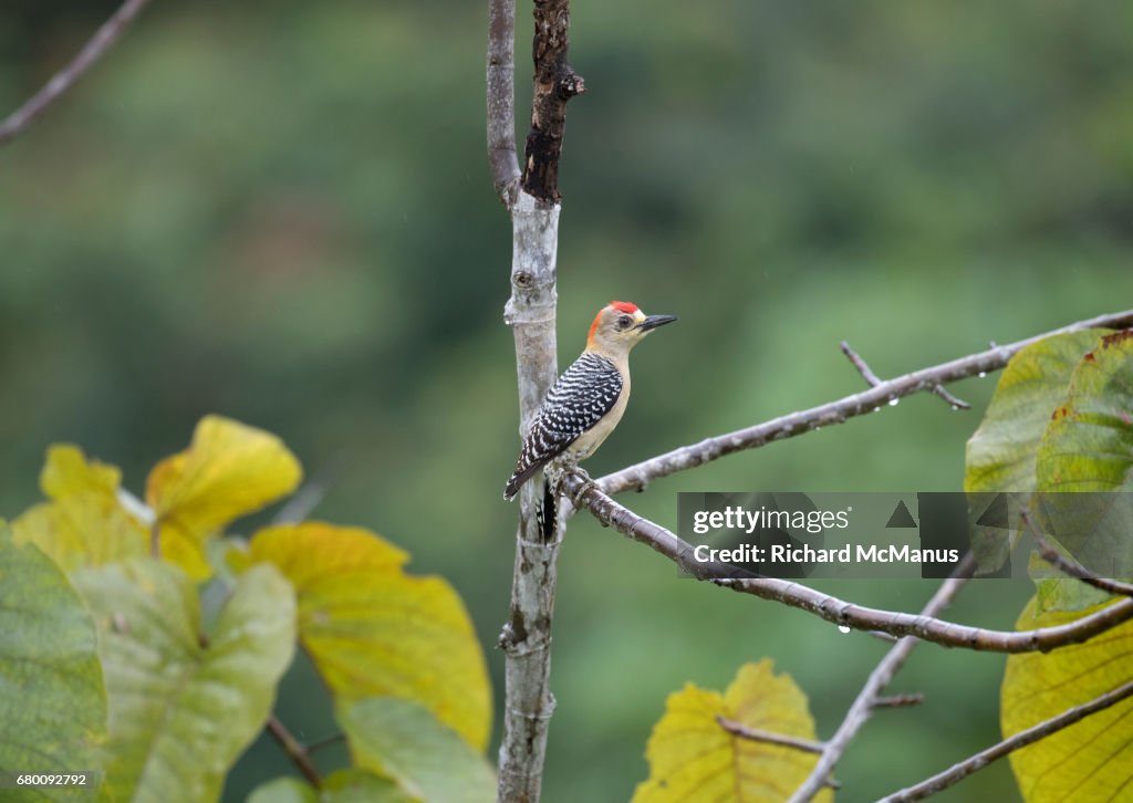 Red-crowned woodpecker (Melanerpes rubricapillus) in rainforest of El Paujil.