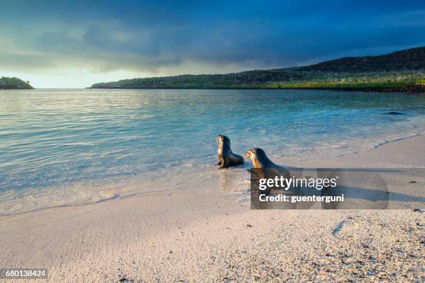 leoni marini (zalophus wollebaeki) alle isole galapagos - santa fe island galapagos foto e immagini stock