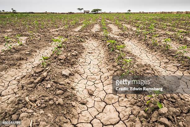 waiting for water - east africa stockfoto's en -beelden