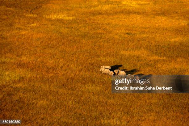 medium group of elephant walking at okavango delta - medium group of animals photos et images de collection