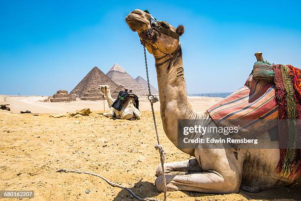 camel caravan - cairo stock pictures, royalty-free photos & images