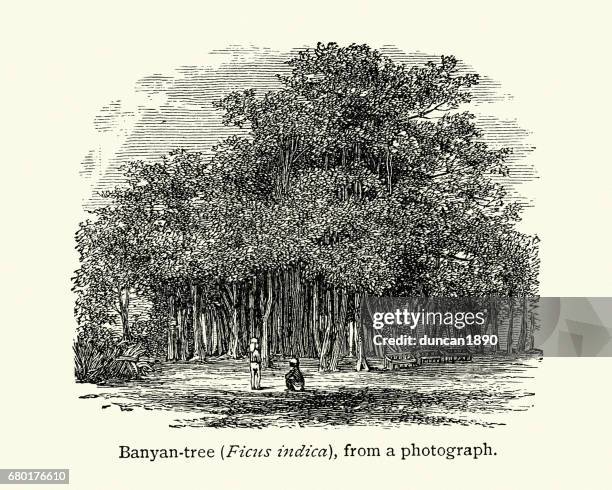 banyan tree - banyan tree stock illustrations