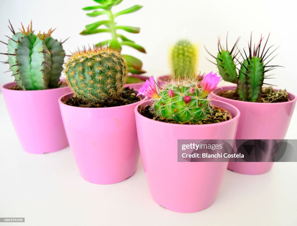 Variety of cacti