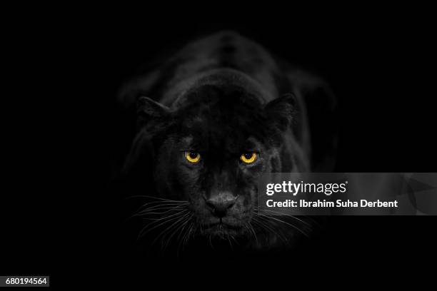 black leopard looking to the camera angrily - black leopard fotografías e imágenes de stock