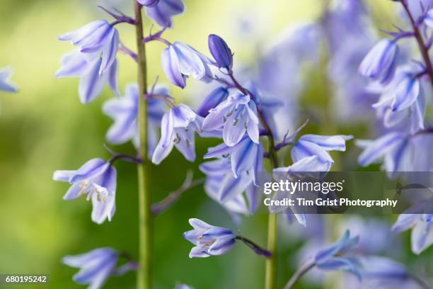 bluebells - bluebell stock pictures, royalty-free photos & images