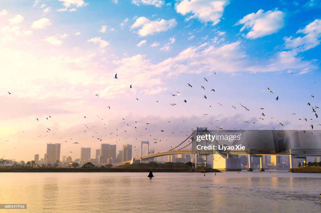 Seagull over the bay