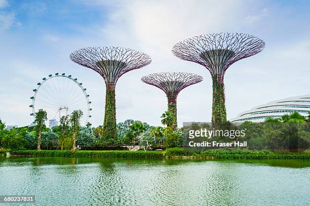 supertree grove, gardens by the bay, singapore - singapore gardens stock-fotos und bilder