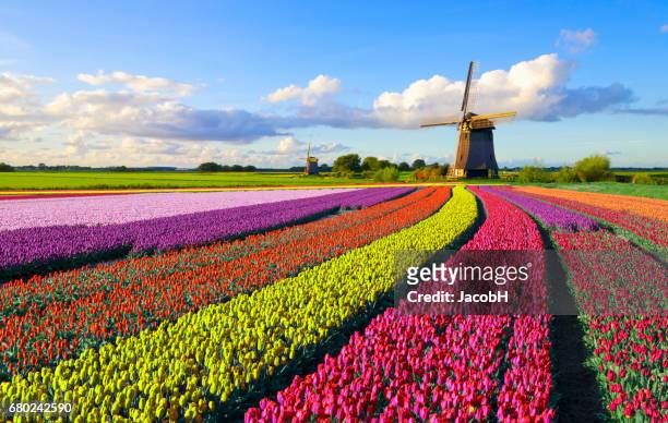 tulips and windmill - netherlands imagens e fotografias de stock