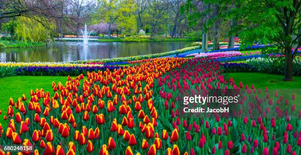 spring flowers in a park. - keukenhof gardens stock pictures, royalty-free photos & images