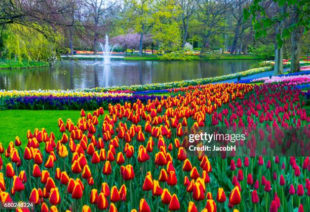 frühlingsblumen in einem park. - keukenhof stock-fotos und bilder