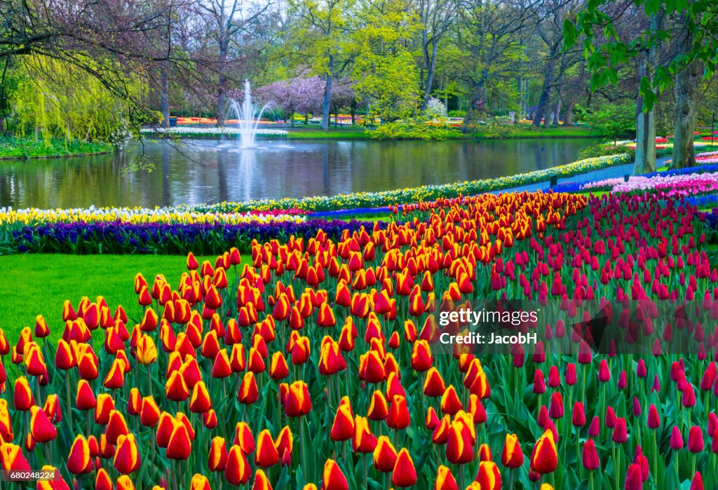 公園の春の花。