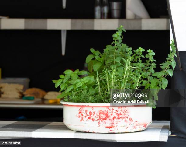different culinary fresh  herbs - lemon balm stockfoto's en -beelden