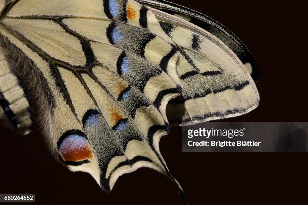 wing of a swallowtail - schwingen schweiz stock-fotos und bilder