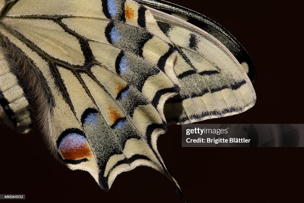 Wing of a Swallowtail