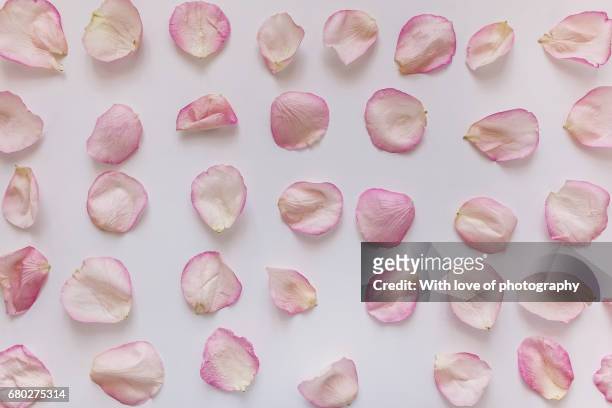 rose peatals arranged on white, romantic background, peatals pattern, rose pink peatals, flower background - petalos de rosas fotografías e imágenes de stock