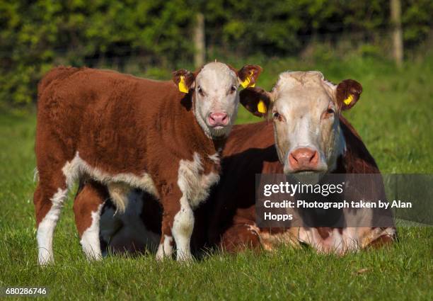 hereford cow and bull calf - hereford cow stock pictures, royalty-free photos & images