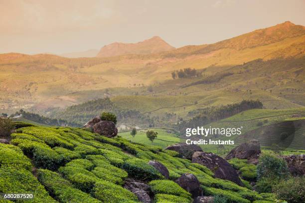 munnar tea plantation in south india's kerala region, where the western ghats mountains are visible in the background. - south region stock pictures, royalty-free photos & images