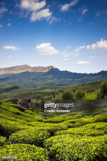munnar tea plantation in south india's kerala region, where the western ghats mountains are visible in the background. - south region stock pictures, royalty-free photos & images