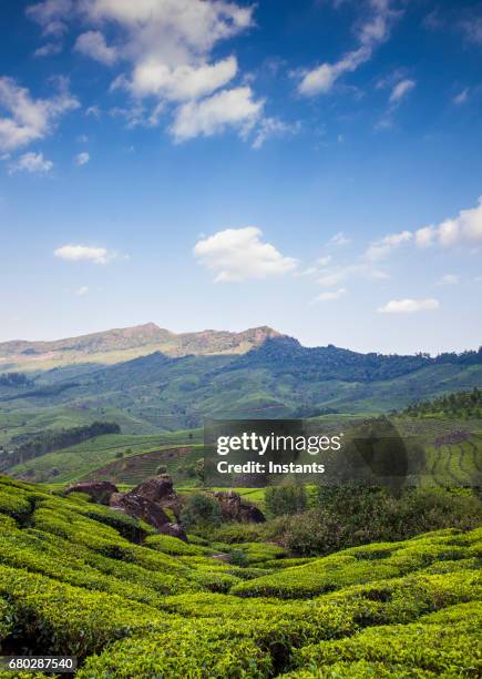plantation de thé de munnar dans la région du kerala de l’inde du sud, où les montagnes ghâts occidentaux sont visibles à l’arrière-plan. - munnar photos et images de collection