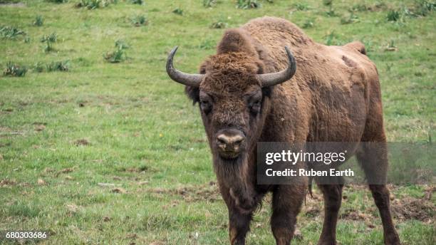 european bison looking at camera - gado selvagem imagens e fotografias de stock