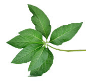 Adhatoda vasica or medicinal Basak leaf