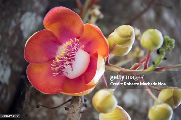 Close up macro of the flower of the Cannonball tree. Couroupita guianensis, known by several common names, including cannonball tree, is a deciduous...