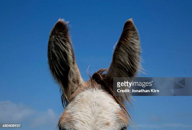 abstract view of donkey ears. - tierohr stock-fotos und bilder