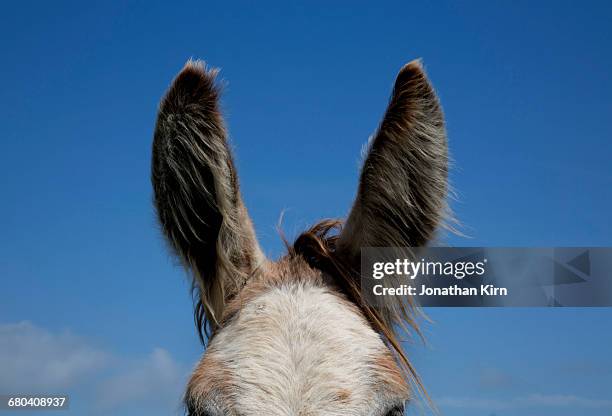 abstract view of donkey ears. - donkey foto e immagini stock