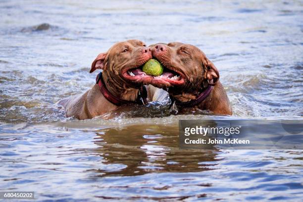 a ball dispute - african pit bull stock pictures, royalty-free photos & images