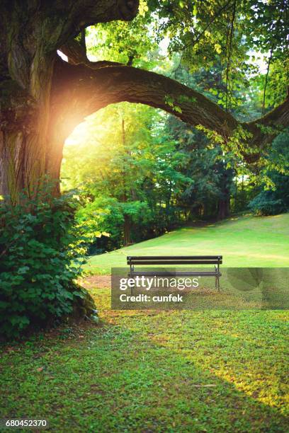 bench in park at sunset - park bench stock pictures, royalty-free photos & images