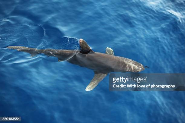 shark fin in water, gray reef shark in water at surface, marine animals in the wild, wild life, dangerous animals, red sea shark, white tip shark in sea - shark fin stock pictures, royalty-free photos & images