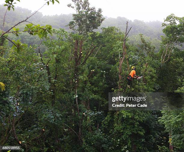 tree surgeon working up a tree - man with chainsaw stock pictures, royalty-free photos & images