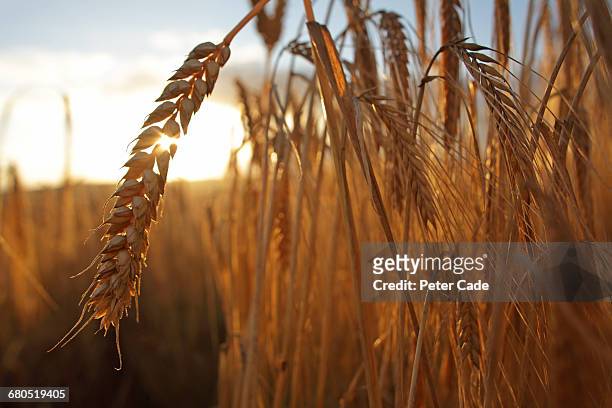 barley in field - cereal plant bildbanksfoton och bilder